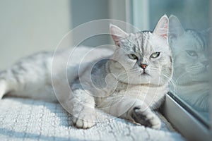 British short hair cat lying Lying on the window under sunlight