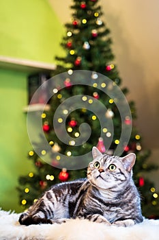 British short hair cat silver tabby sitting in front of christmas tree