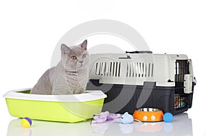 British short hair cat sitting in a litter box photo