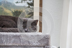 British short hair cat sleeping