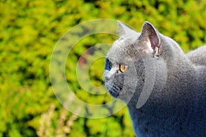 British short hair cat staring at prey