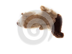 British short hair cat, view from bottom up. Unusual angle of view. Cute fluffy home pet animal