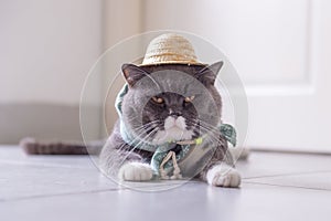 British short hair cat wears a hat