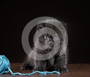 British short hair Kitten and ball of yarn