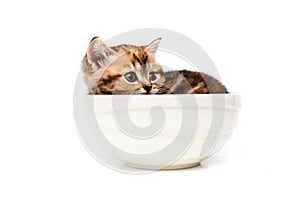 British short hair kitten in bowl.