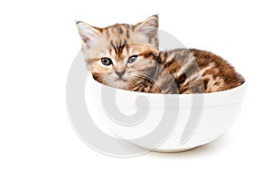 British short hair kitten in bowl.