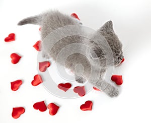 British short hair kitten and decorative hearts