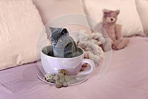 British Short Hair Kitten In A Tea Cup