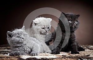 British short hair kittens