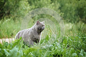 British short hair male cat hunting in green grass outdoors