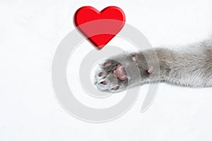 British short hair at paw with red heart on white background. Copy space. Happy Valentines Day Celebration and love for pets