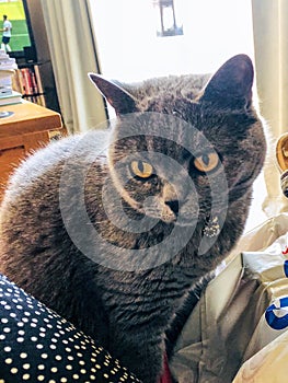 British Short Haired Blue Cat