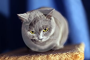 British short-haired cat