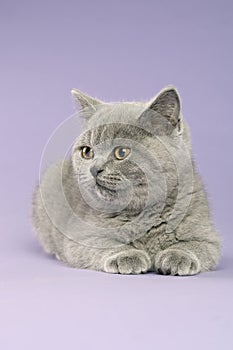 British short haired grey cat