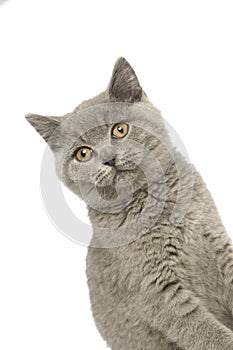 British short haired grey cat