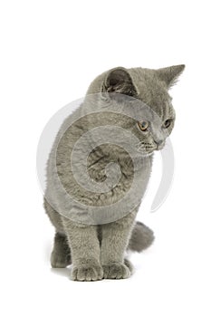 British short haired grey cat