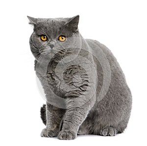 British shorthair (15 months old)