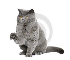 British shorthair (15 months old)