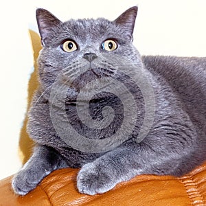 British shorthair