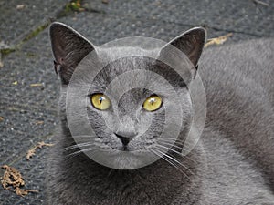 British Shorthair