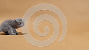 British Shorthair babies meowing on a brown background, isolated