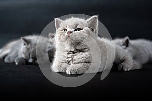 British shorthair baby cats, lilac and blue color, purebred young kittens, cute and beautiful, sit on a black background