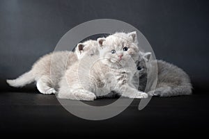 British shorthair baby cats, lilac and blue color, purebred young kittens, cute and beautiful, three cats are playing naughty