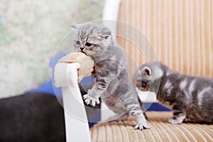 British Shorthair baby, cute face