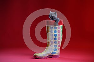 British Shorthair baby hiding in a rain boot
