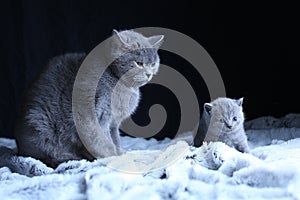 British Shorthair baby and his mother cat on blanket