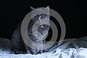 British Shorthair baby and his mother cat on blanket. Portrait