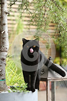 British Shorthair black cat in the garden