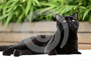 British Shorthair black cat in the garden