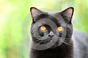 British Shorthair black cat portrait