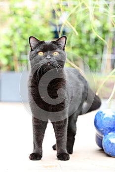 British Shorthair black cat portrait