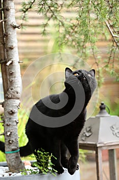 British Shorthair black cat portrait among branches