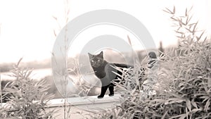 British Shorthair black cat portrait in the garden