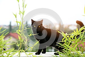 British Shorthair black cat portrait in the garden