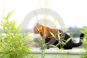 British Shorthair black cat portrait in the garden