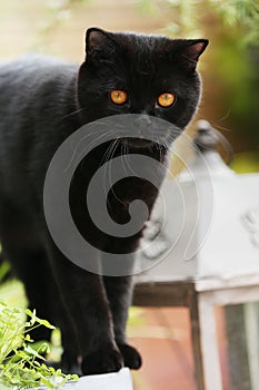 British Shorthair black cat portrait in the garden