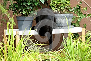 British Shorthair black cat portrait in the garden