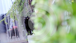 British Shorthair black cat portrait in the garden