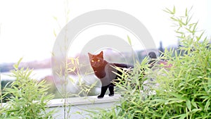 British Shorthair black cat portrait in the garden