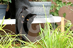 British Shorthair black cat portrait among green grass
