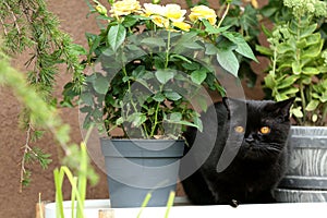 British Shorthair black cat portrait near a pot of roses