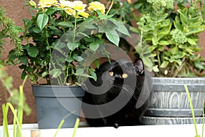 British Shorthair black cat portrait near a pot of roses