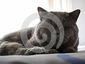 British shorthair blue breed cat lying down looking at the camera.