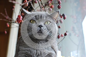 British shorthair blue cat