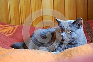 British shorthair blue cat