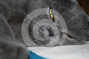 British shorthair blue cat